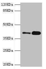 GDAP1 antibody