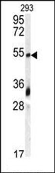 GDF10 antibody
