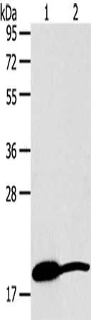 GDF2 antibody