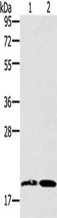 GDF2 antibody