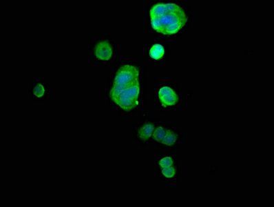 GDI1 Antibody