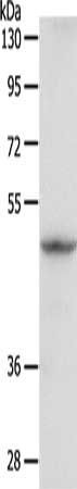GDI1 Antibody