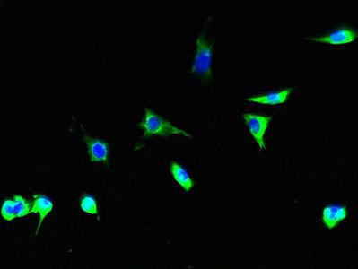 GDP-L-fucose synthase antibody