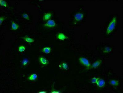 GDPD2 Antibody