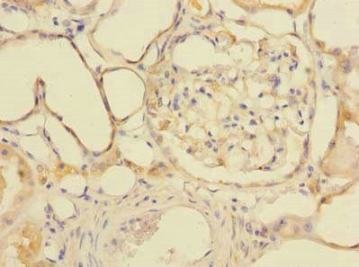 GDPD2 antibody