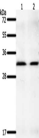 GEMIN2 antibody