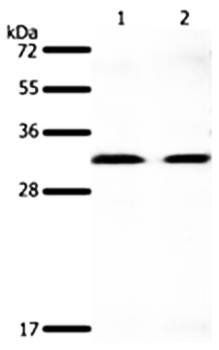 GEMIN2 Antibody