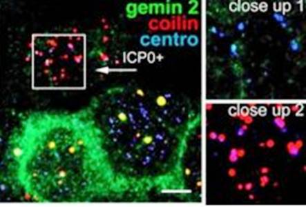 Gemin 2 Monoclonal Antibody