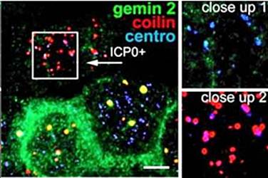 Gemin 2 Monoclonal Antibody