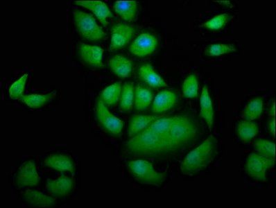 GEMIN4 Antibody