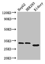 GEMIN8 Antibody