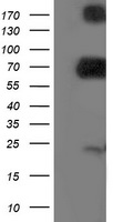 GPHN Antibody