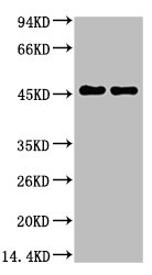 GFAP Monoclonal Antibody