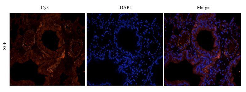 GFAP antibody