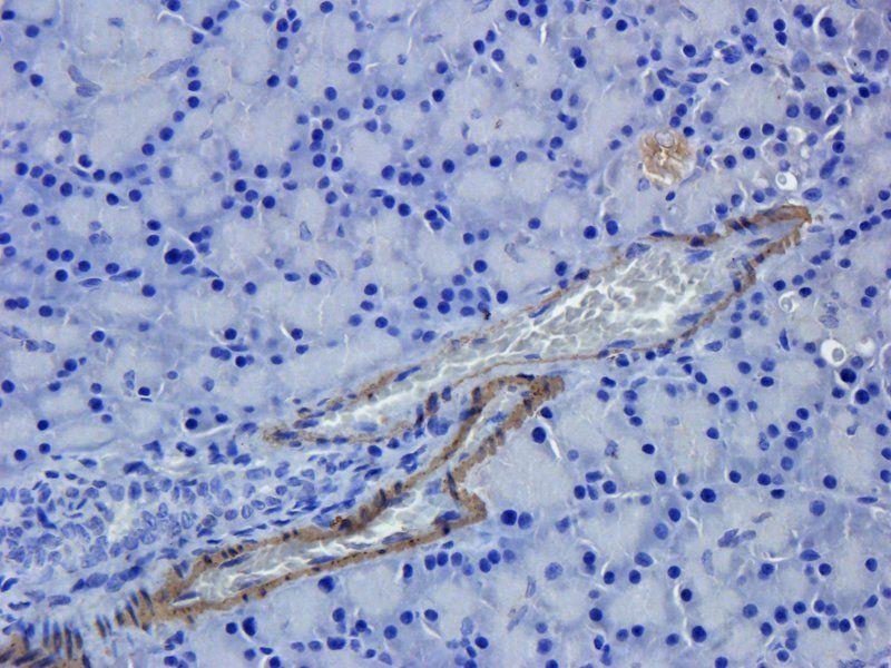 GFAP antibody