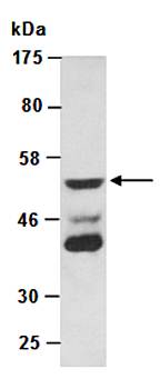 GFAP (N) Antibody, Rabbit Polyclonal
