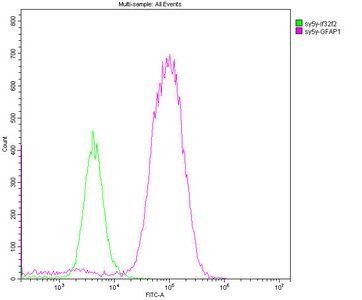 GFAP antibody