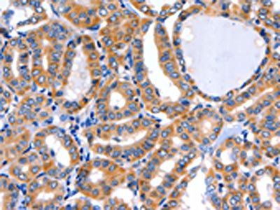 GFER Antibody