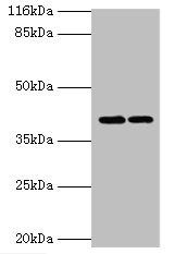 GFOD2 antibody