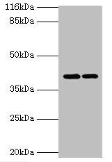 GFOD2 Antibody