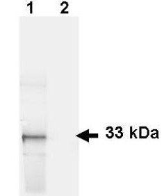 GFP antibody (FITC)