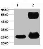 GFP antibody