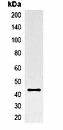 GFP-tag antibody