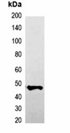 GFP-tag antibody