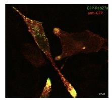 GFP antibody