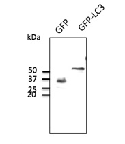 GFP antibody