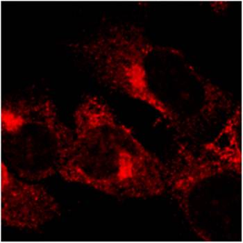 GFP antibody