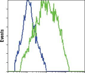 GFP Tag Antibody