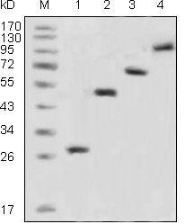 GFP Tag Antibody