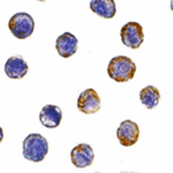 GFR alpha 2 Antibody
