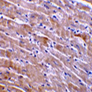 GFR alpha 3 Antibody