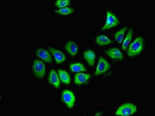 GFRA1 antibody