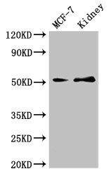 GFRA1 Antibody