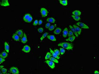 GFRA3 antibody