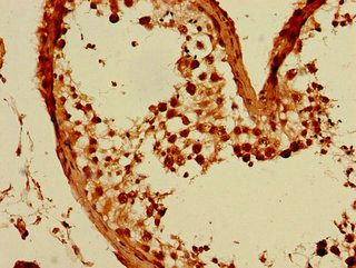 GFRA3 antibody