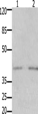 GFRA3 antibody