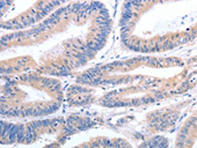 GFRA4 antibody