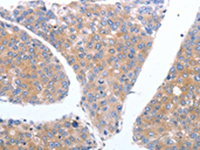 GFRA4 antibody