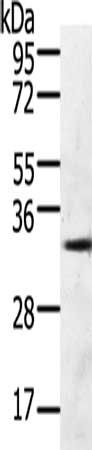 GFRA4 antibody