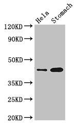 GFRAL antibody