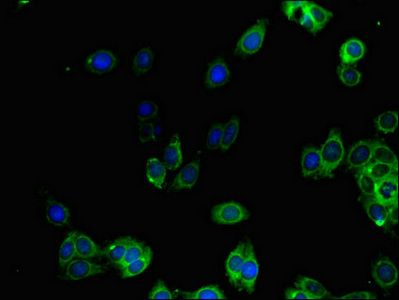 GGA1 Antibody