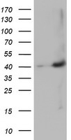 GGPS1 Antibody