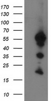 GGPS1 Antibody