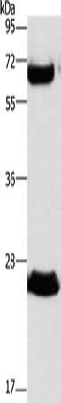 GGT1 Antibody