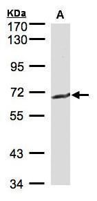 gamma-glutamyltransferase 1 Antibody