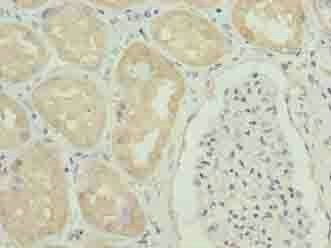 GGTLC1 Antibody